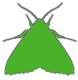 Moths Icon